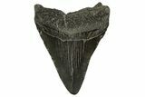 Fossil Megalodon Tooth - South Carolina #331516-1